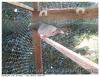 PIGEON FAIBLE