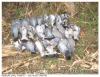 Chasse