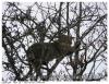 Chat sauvage