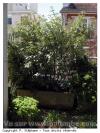 Oscar - arbre