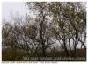 Arbre a tailler