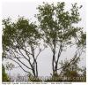 Arbre de pose