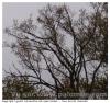 Arbre de pose