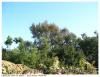 Arbre de pose