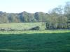 Vaches et palombes