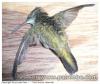 Oiseau mouche