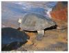 Tortue verte