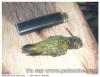 Oiseau mouche