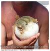 Poisson ballon