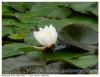 Nénuphar