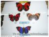 Papillons