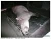 Tapir de guyane