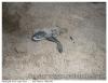 Tortue Luth