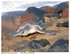 Tortue verte