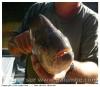 Piranha