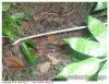 Serpent liane