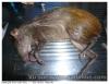 Agouti