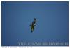 Buse variable