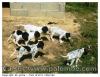 Petits setters d