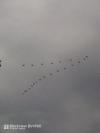 Grues