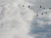 Grues.