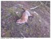 Renard
