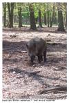 Cochon