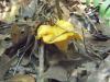 Girolles
