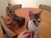chat