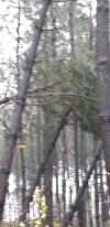 Tempete 13 dec 2019