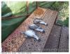 Palomas