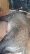 sanglier
