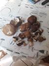 Cepes