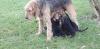 Chien