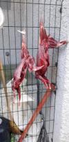 Chasse