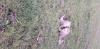 Chasse