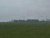 arrivages de pluviers sur pluviers