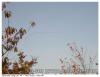 Grue oct 08