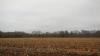 Palombes sur BRINON Sologne