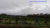 pigeons sur tournesol en sologne