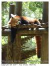 Petit Panda