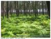 Foret