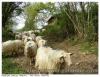 Transhumance
