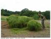 Herbe