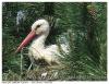 Cigogne