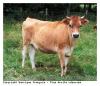 Vache jersiaise