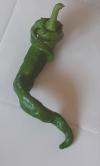 nouvelle variété de piment appelée