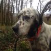 Mon setter tricolore mâle