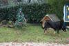 NOëL