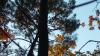 SAPIN